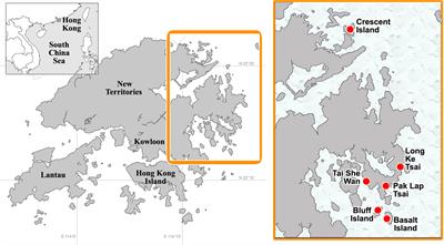 Diversity of coral-associated pit crabs (Crustacea: Decapoda: Cryptochiridae) from Hong Kong, with description of two new species of Lithoscaptus A. Milne-Edwards, 1862